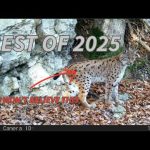 My Best Trail Camera Videos | 2025
