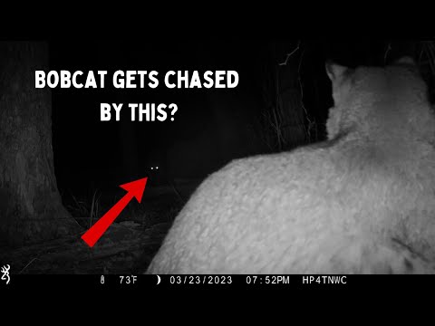 My Top 10 Trail camera videos! #trailcamera #animals #nature