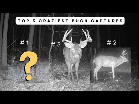 My Top 3 Craziest Whitetail Buck Trail Cam Captures!