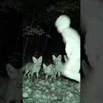 Strange figure caught running across a trail cam at night, startling a family of foxes #creepyvideo
