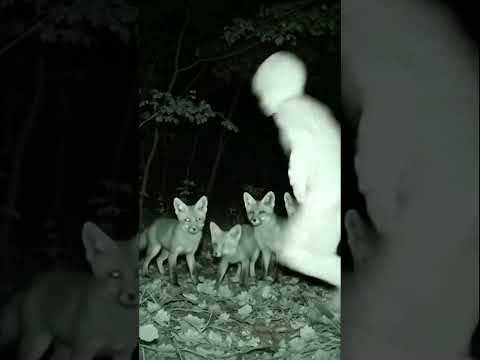Strange figure caught running across a trail cam at night, startling a family of foxes #creepyvideo