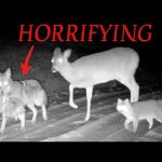 The 50 Craziest Trail Camera Videos of 2025 (In Order)