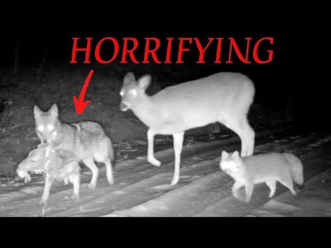 The 50 Craziest Trail Camera Videos of 2025 (In Order)