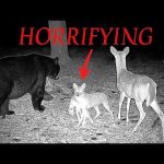 The Greatest Trail Camera Videos (Best of 2025)