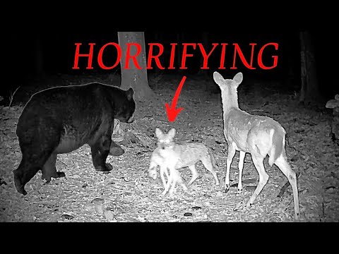 The Greatest Trail Camera Videos (Best of 2025)