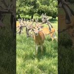 The Most INSANE Whitetail Deer Ever Caught On Camera