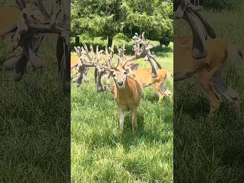 The Most INSANE Whitetail Deer Ever Caught On Camera