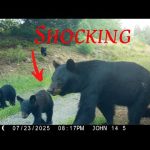 Top 20 Trail Camera Videos of July 2025