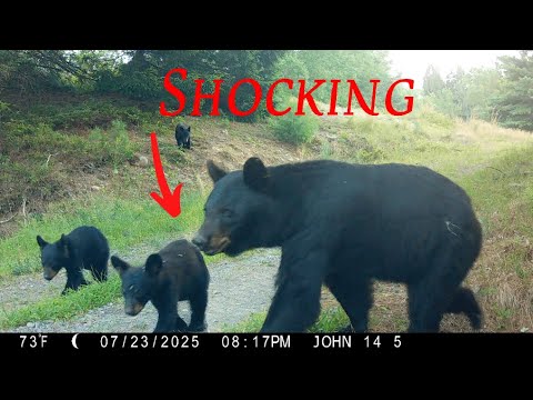 Top 20 Trail Camera Videos of July 2025