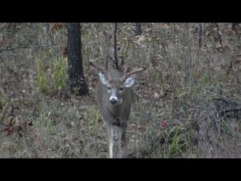 Top Tips for Trail Camera Placement