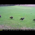 Trail cam Time Lapse Jan June 2020, Illinois homestead wildlife conservation