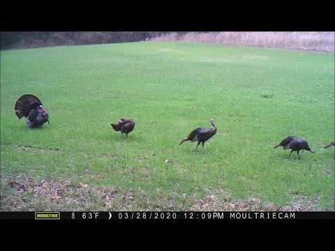 Trail cam Time Lapse Jan June 2020, Illinois homestead wildlife conservation