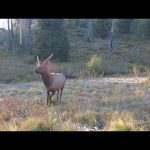 Trail Camera Footage From Idaho's Backcountry | 2025 Week 38