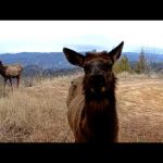 Trail Camera Footage From Idaho's Backcountry | 2025 Week 50