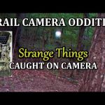 Trail Camera Oddities of Strange Things Caught on Camera