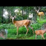 Trail Camera: Whitetail Buck Deer Compilation