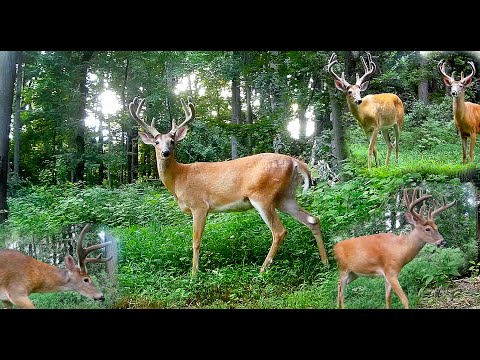 Trail Camera: Whitetail Buck Deer Compilation